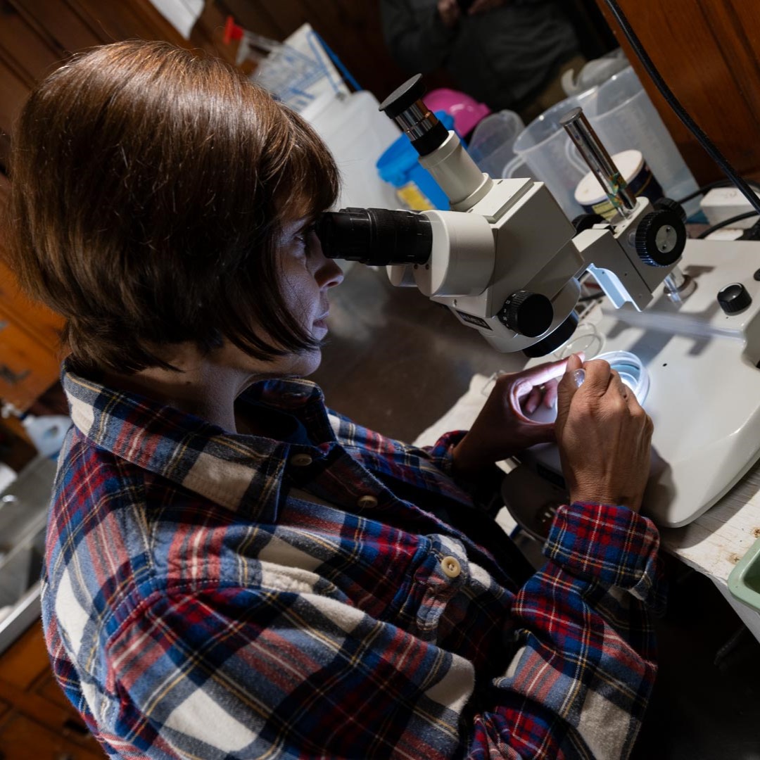 Zoo team member looking at freshwater mussel in microscope