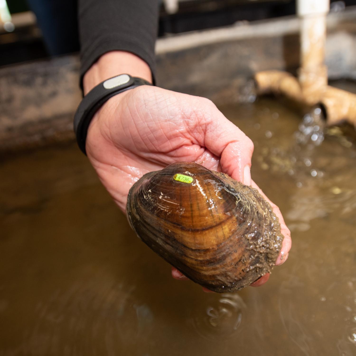 mussel in hand