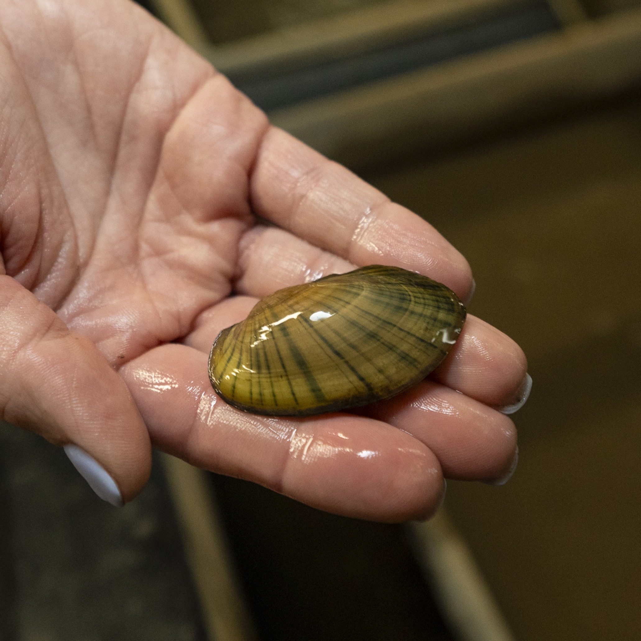 freshwater mussel in hand