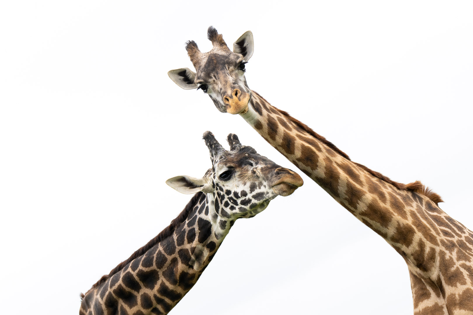 giraffes