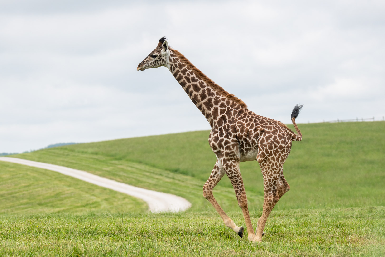 giraffe running in pasture