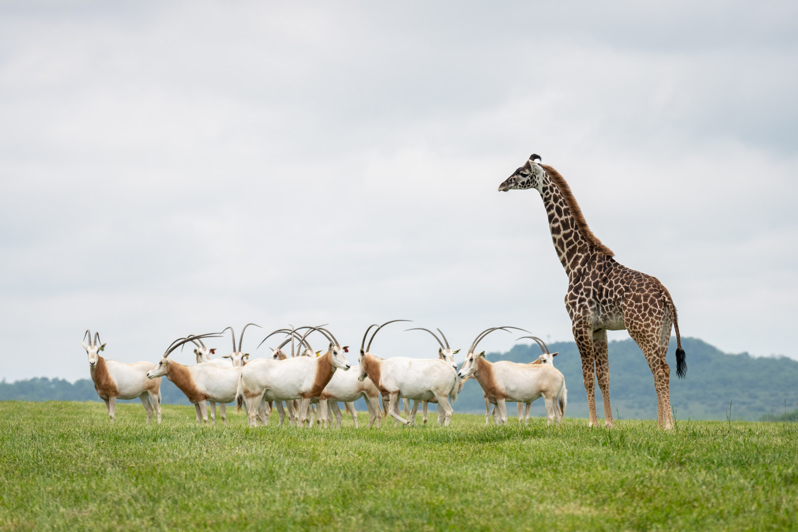 giraffe and oryx in field