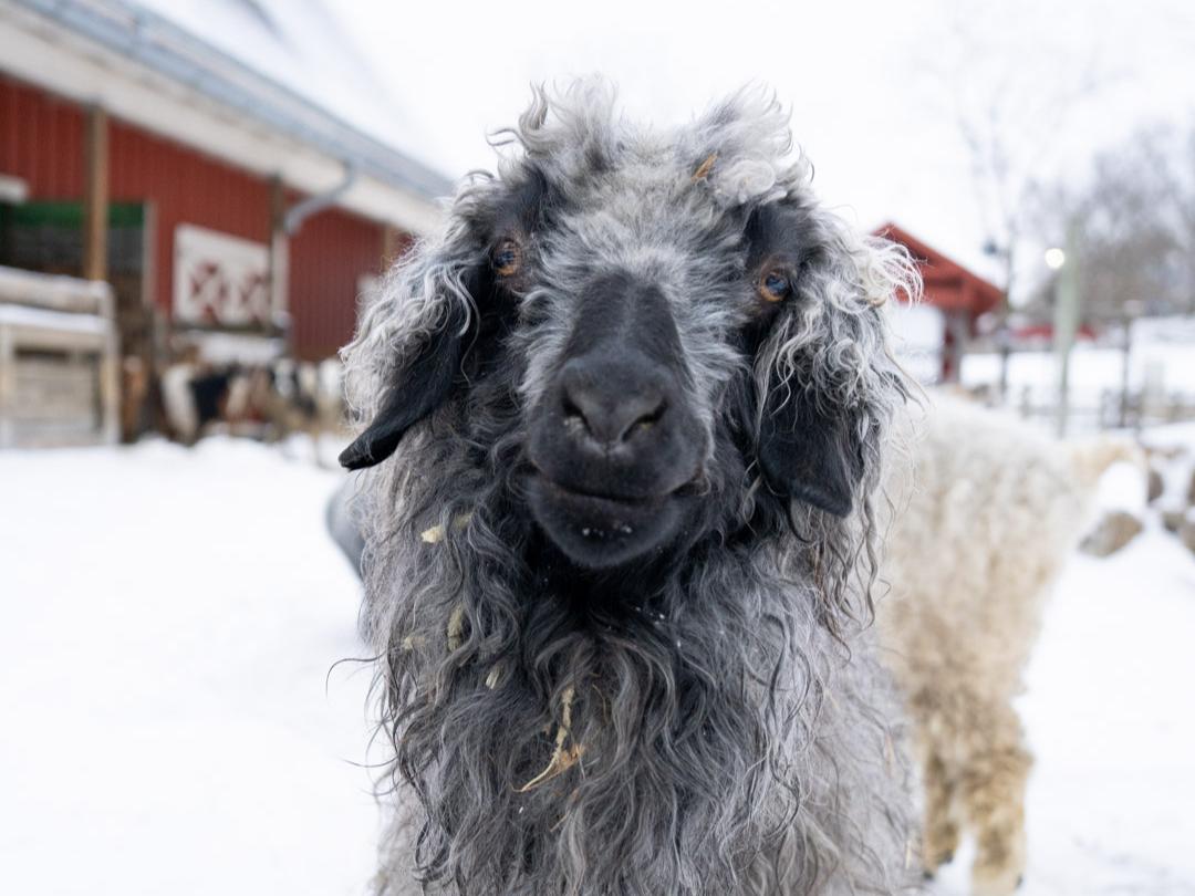 goat in snow