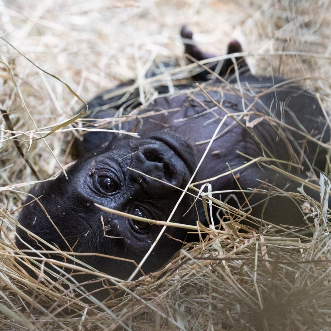 gorilla in straw