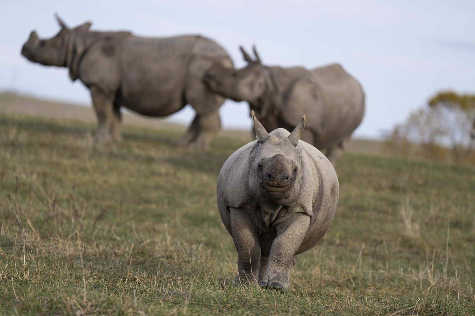 rhinos in pasture