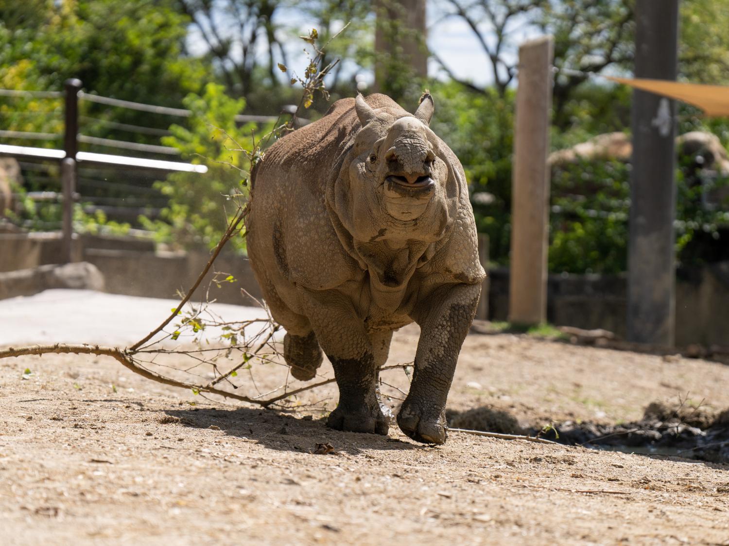 rhino running