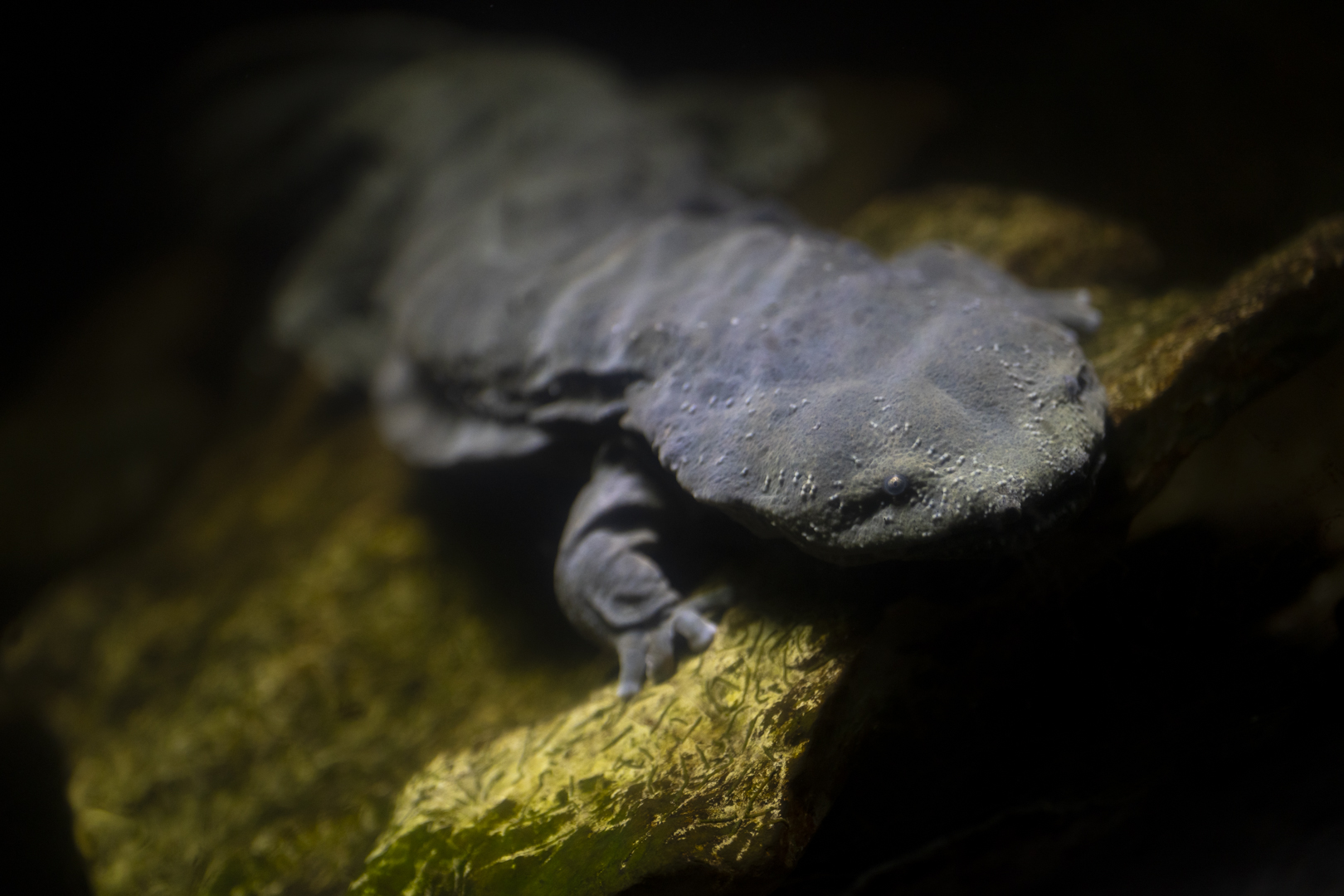 hellbender in water