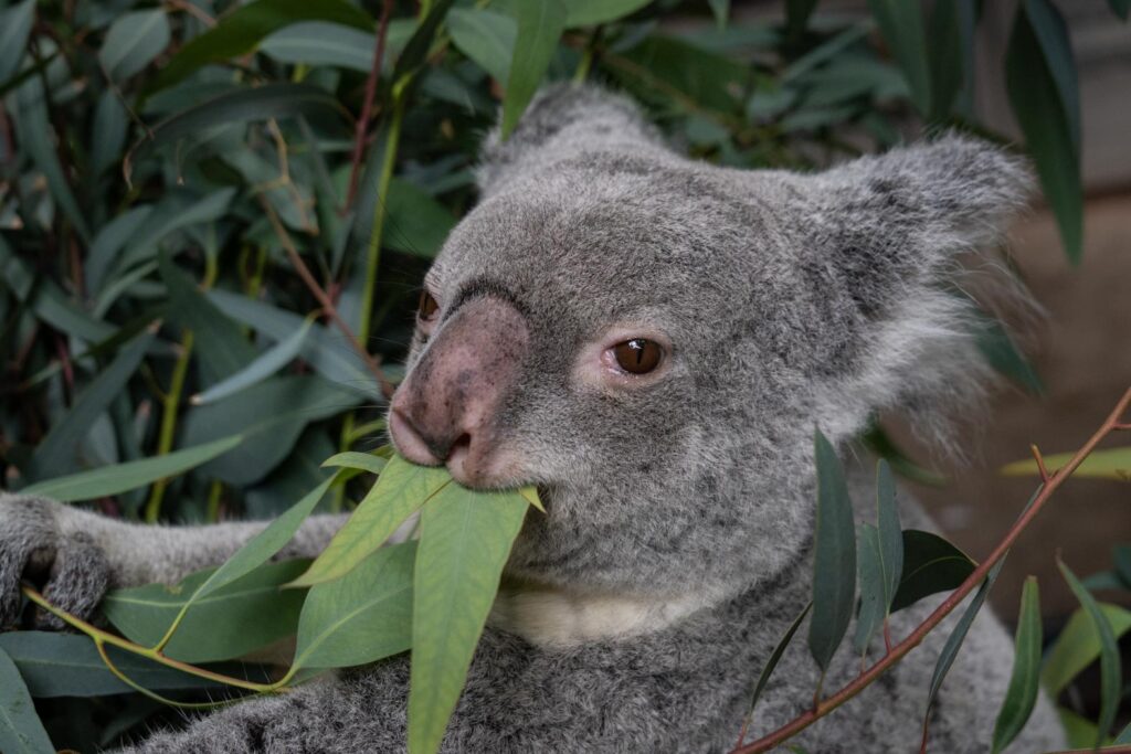 Katy the Koala