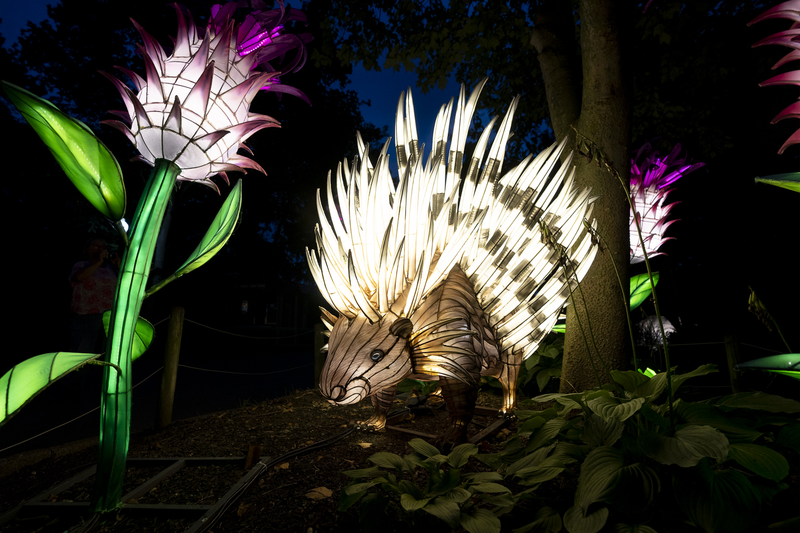 lantern porcupine and flower