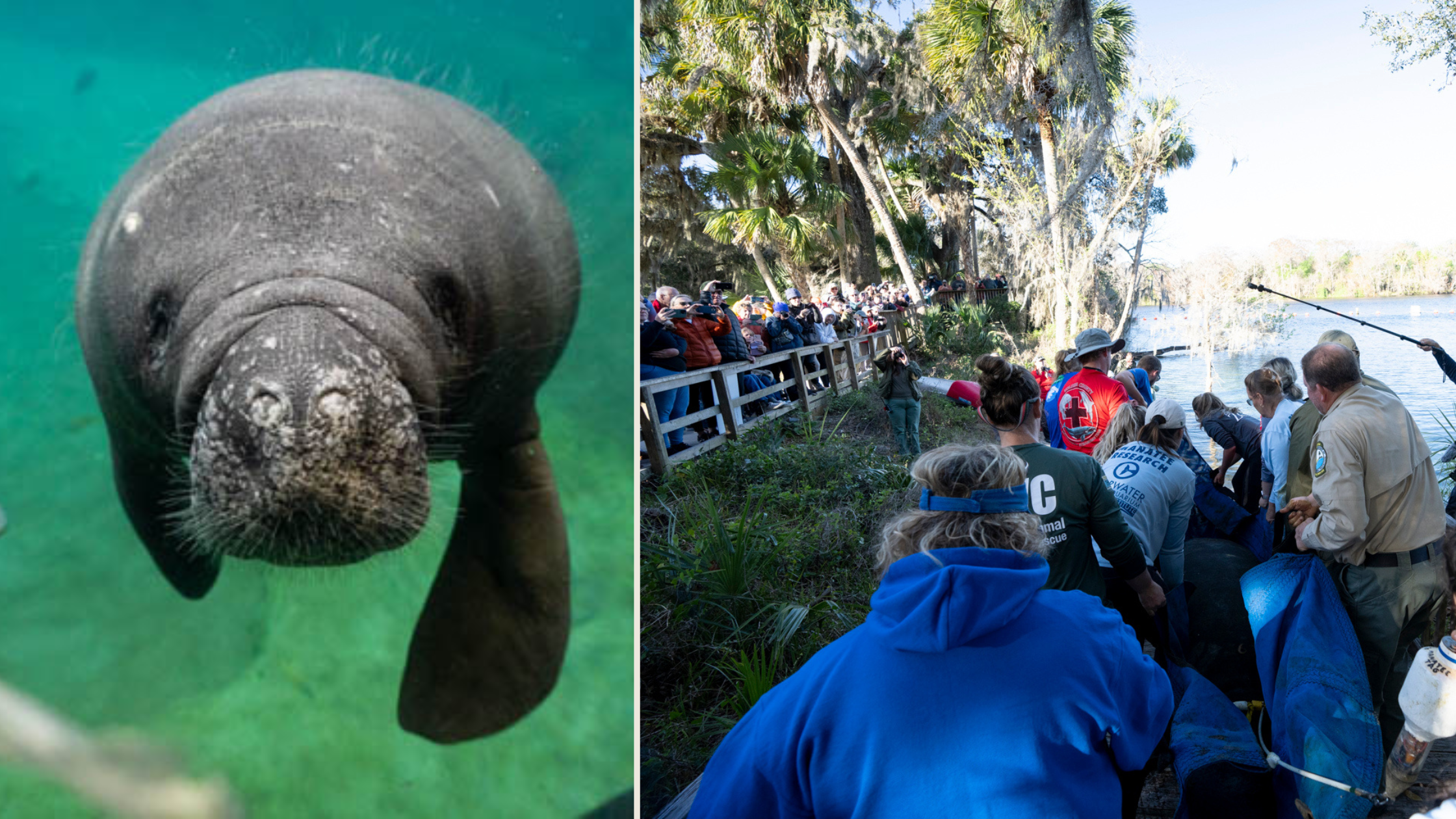 (L to R) Lizzie (aka Lizzo) during her time at the Columbus Zoo, and during her release back into Florida waters