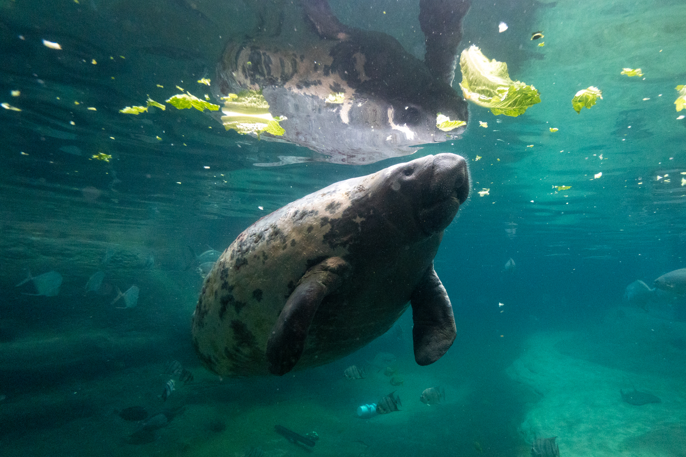 manatee in water