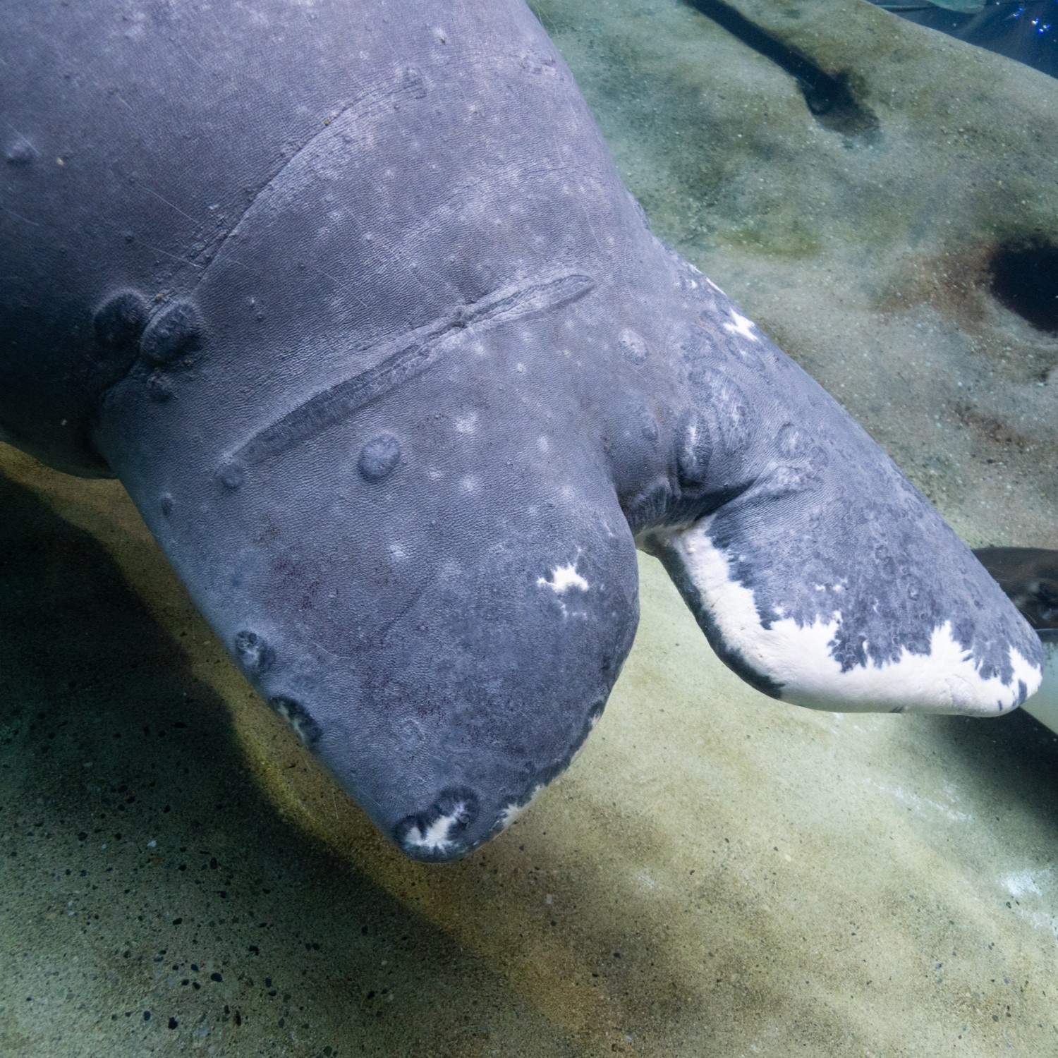 manatee tail