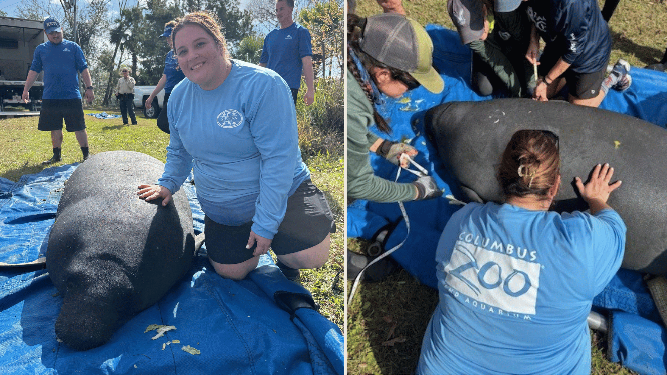 zoo team member and manatee