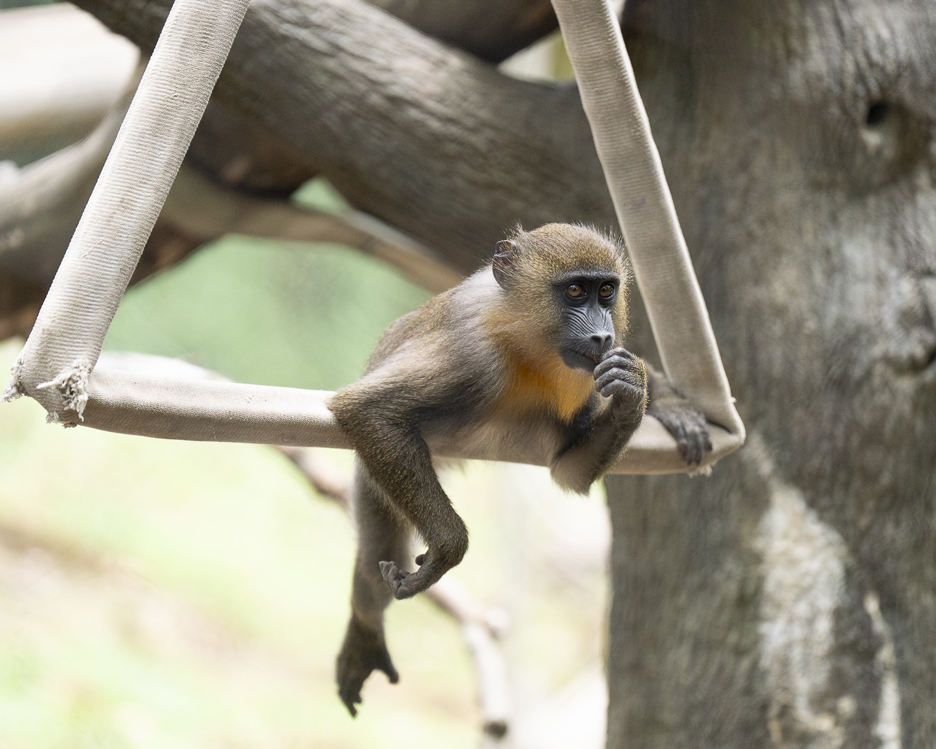 mandrill on fire hose