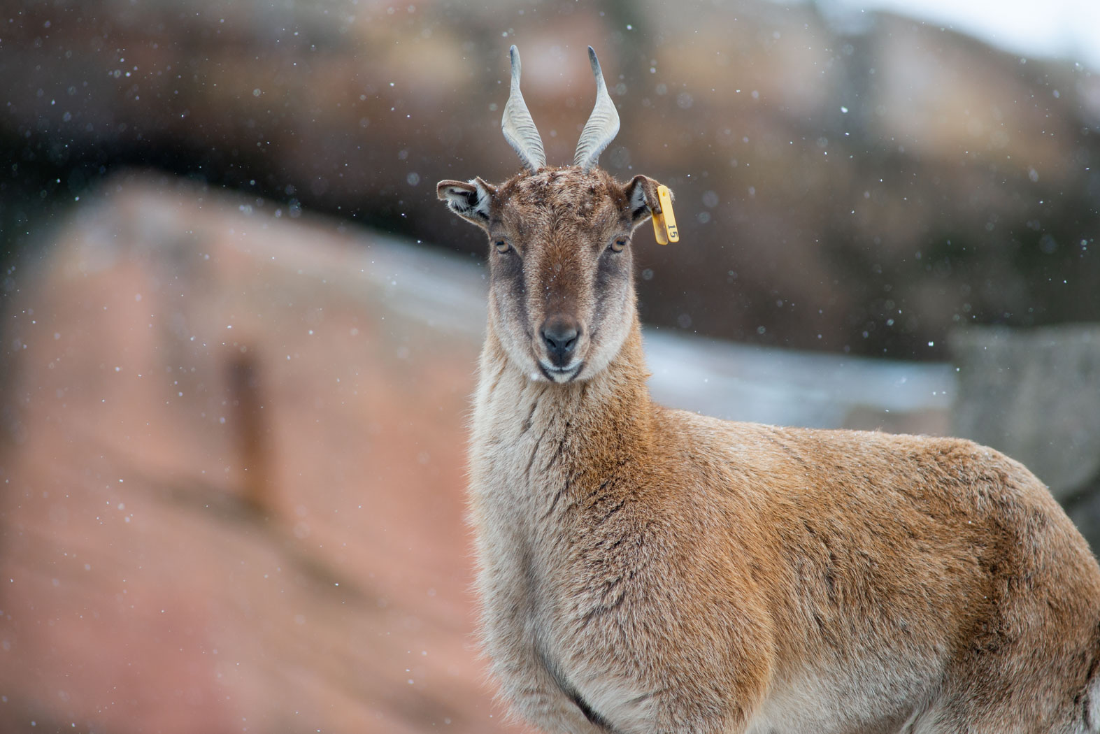 markhor in snow