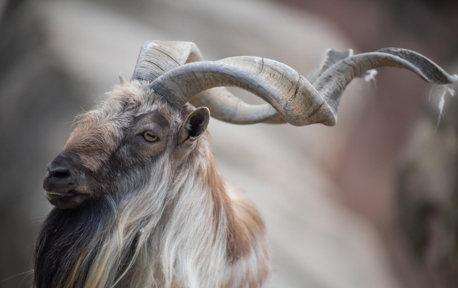 Markhor