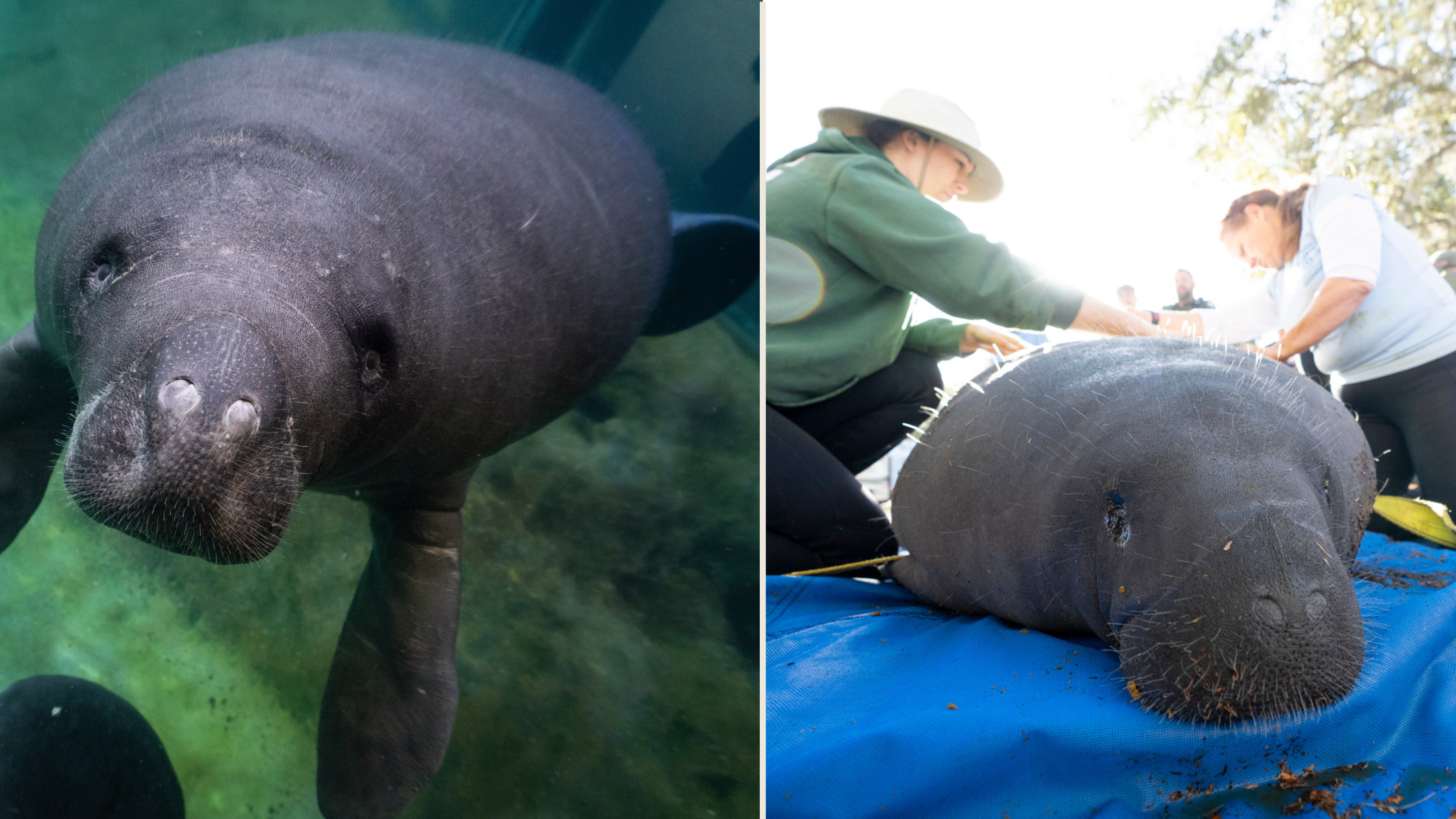 split picture of the same manatee