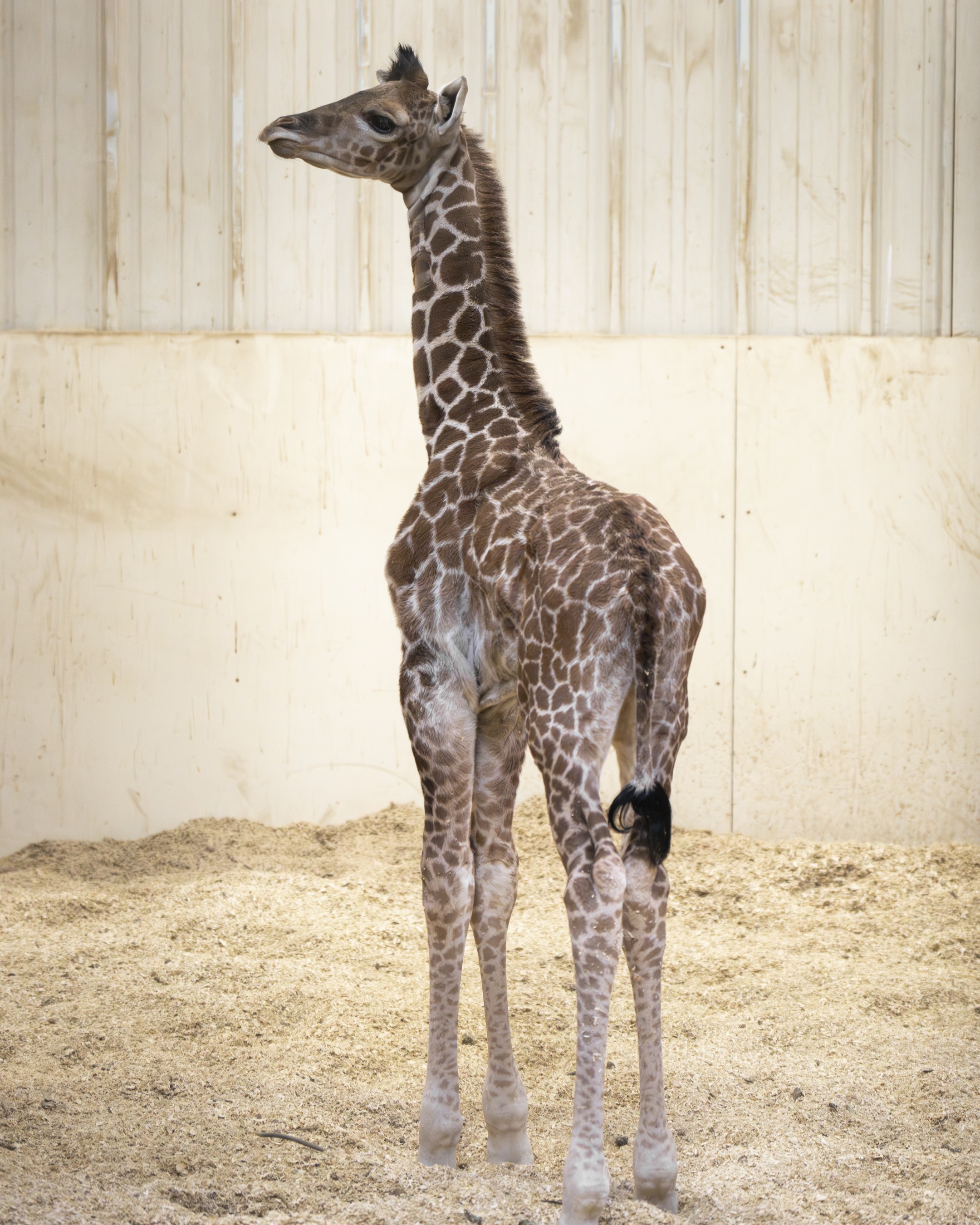 baby giraffe
