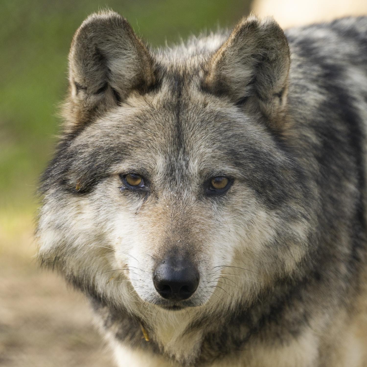 Mexican wolf