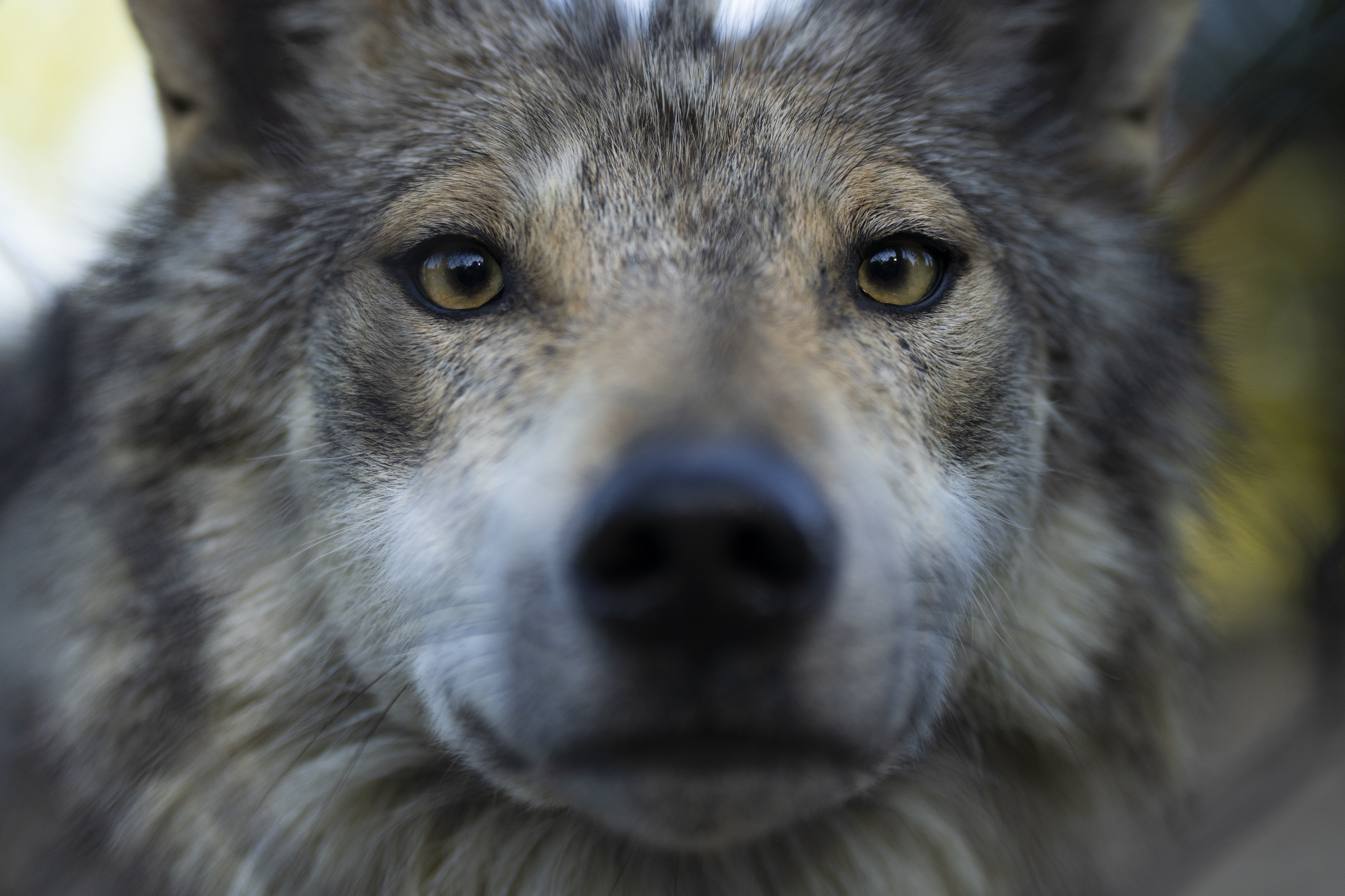 Mexican wolf