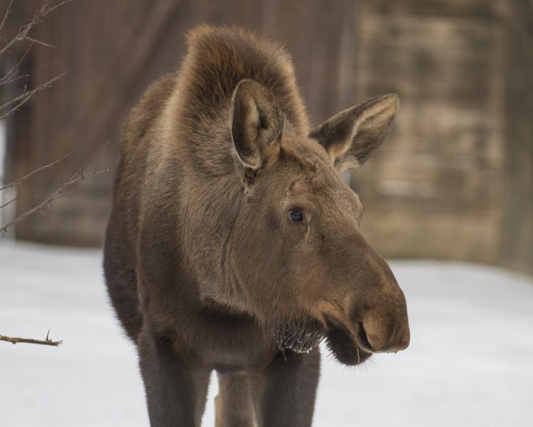 moose in snow