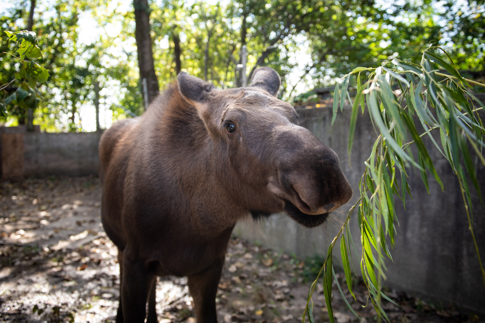 moose at the zoo