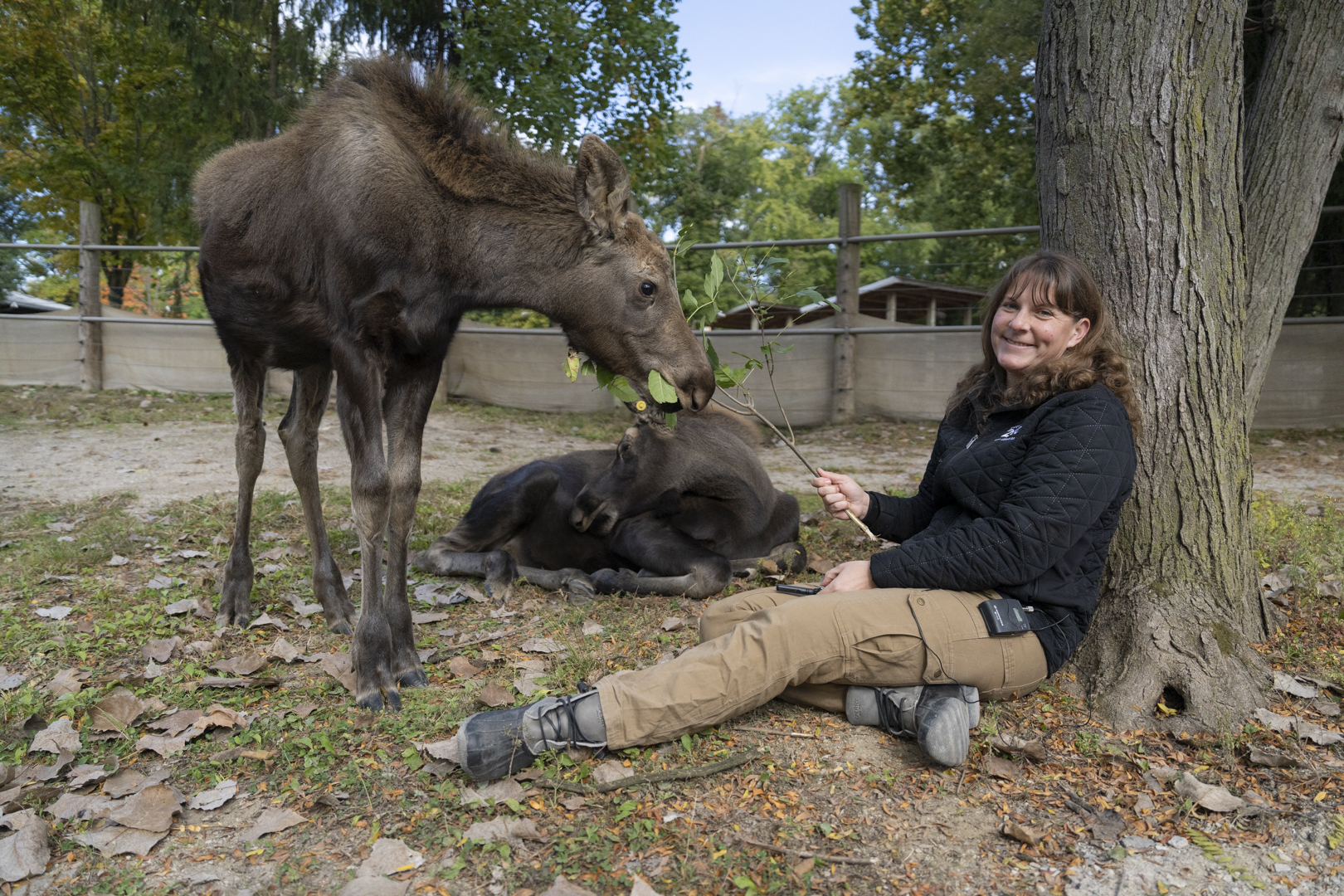 keeper feeding moose