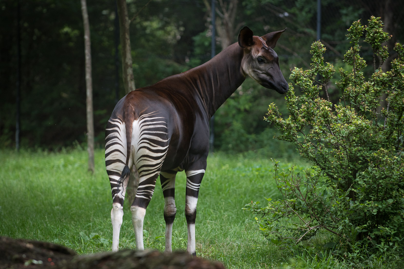 okapi at Columbus Zoo