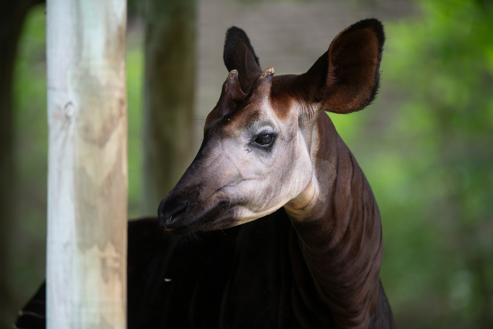 Is it a Horse? Is it a Zebra? It's an Okapi! | Columbus Zoo and Aquarium