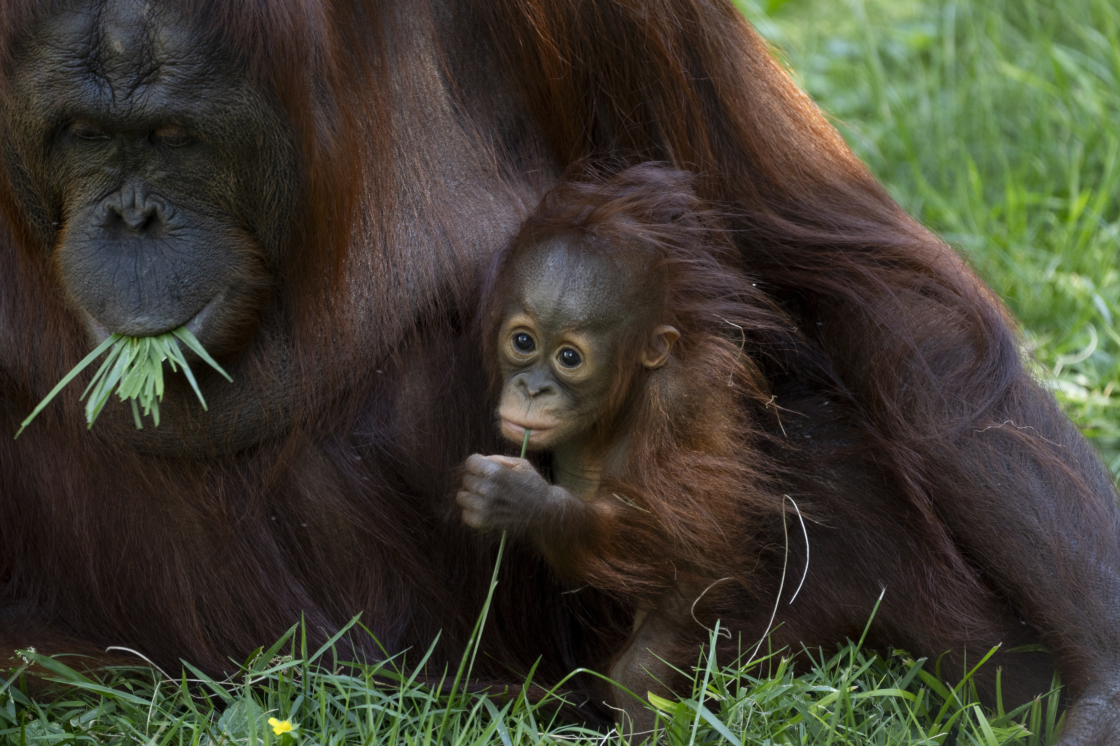 two Bornean orangutans