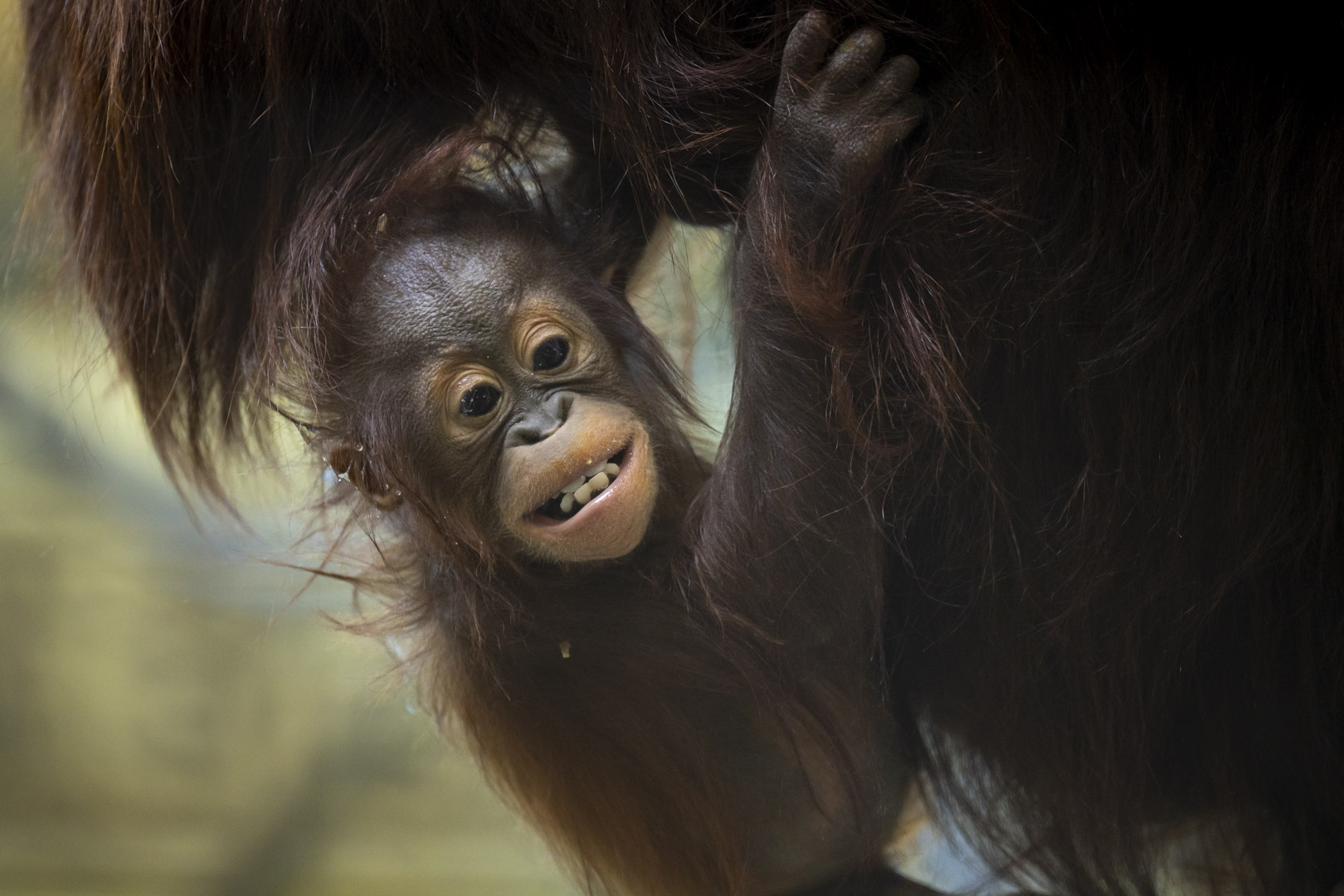 young orangutan