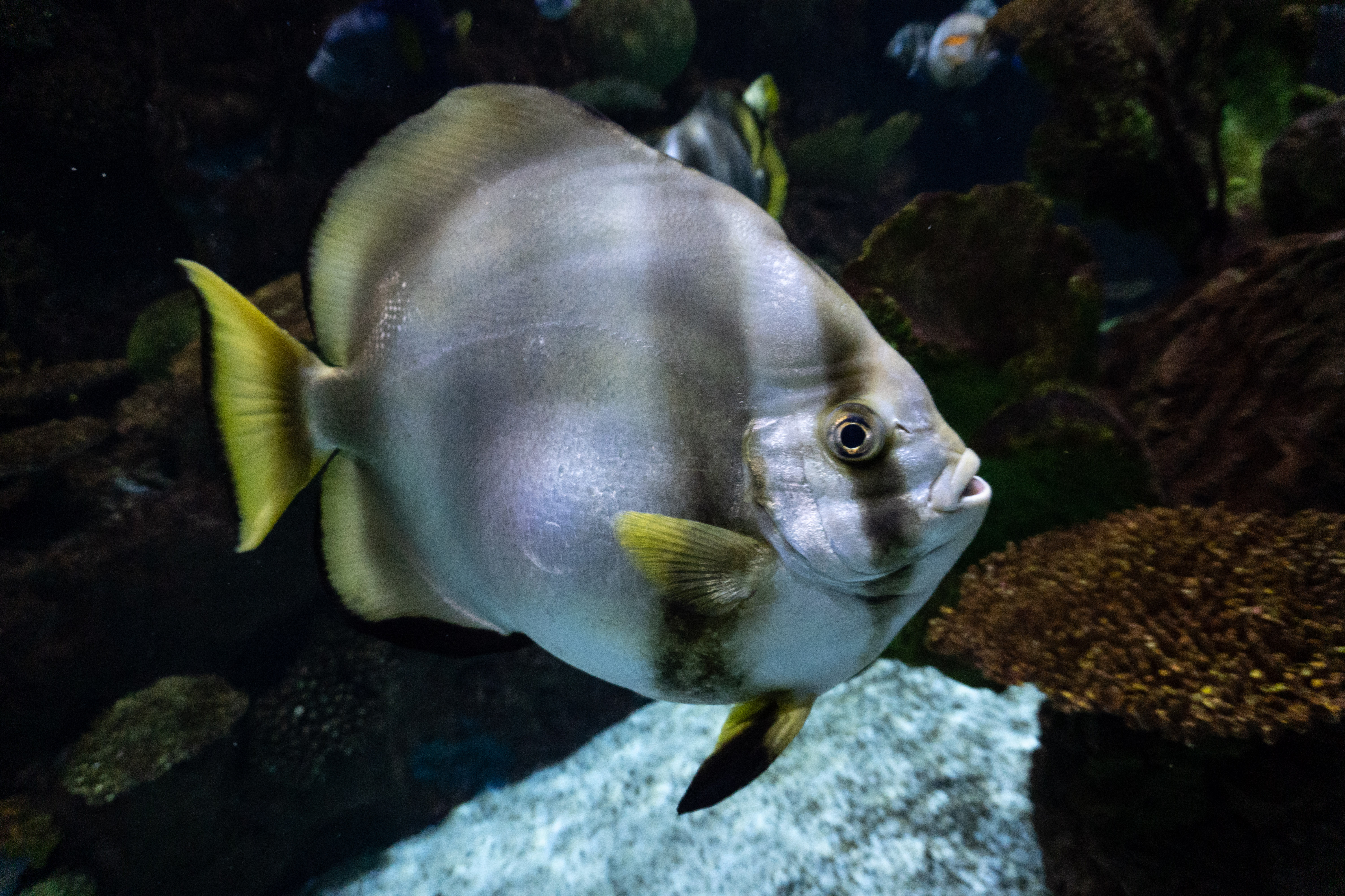 Orbiculate batfish