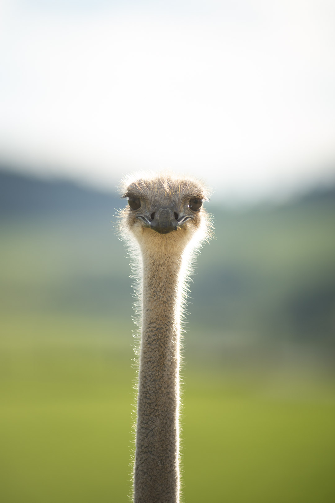 ostrich