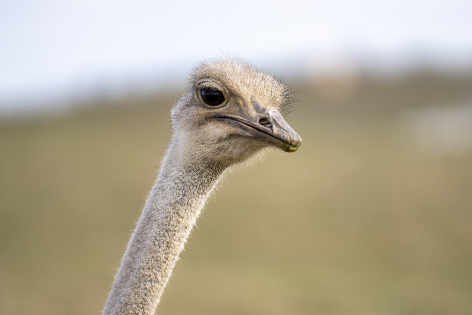 ostrich