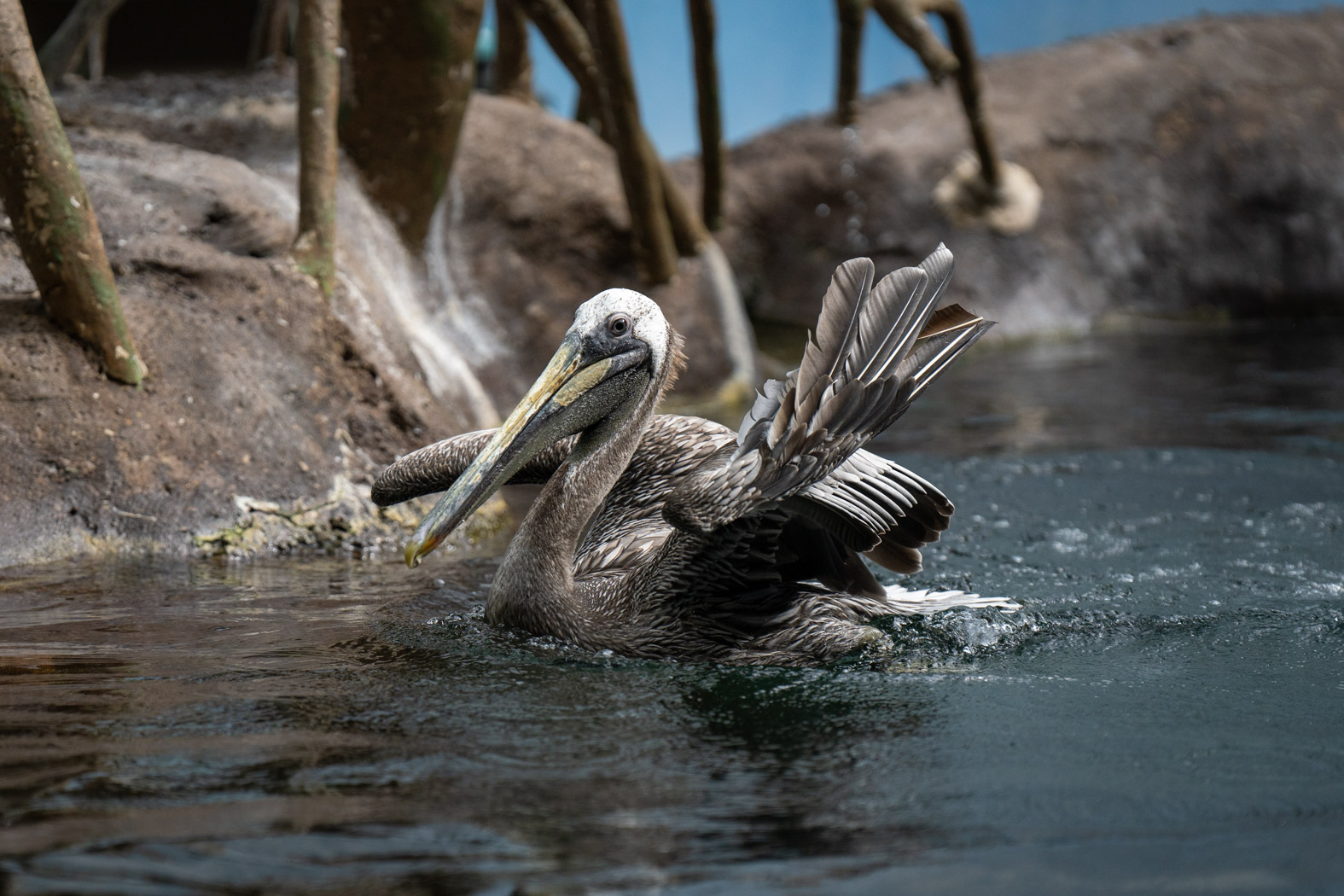 pelican flapping wings in water