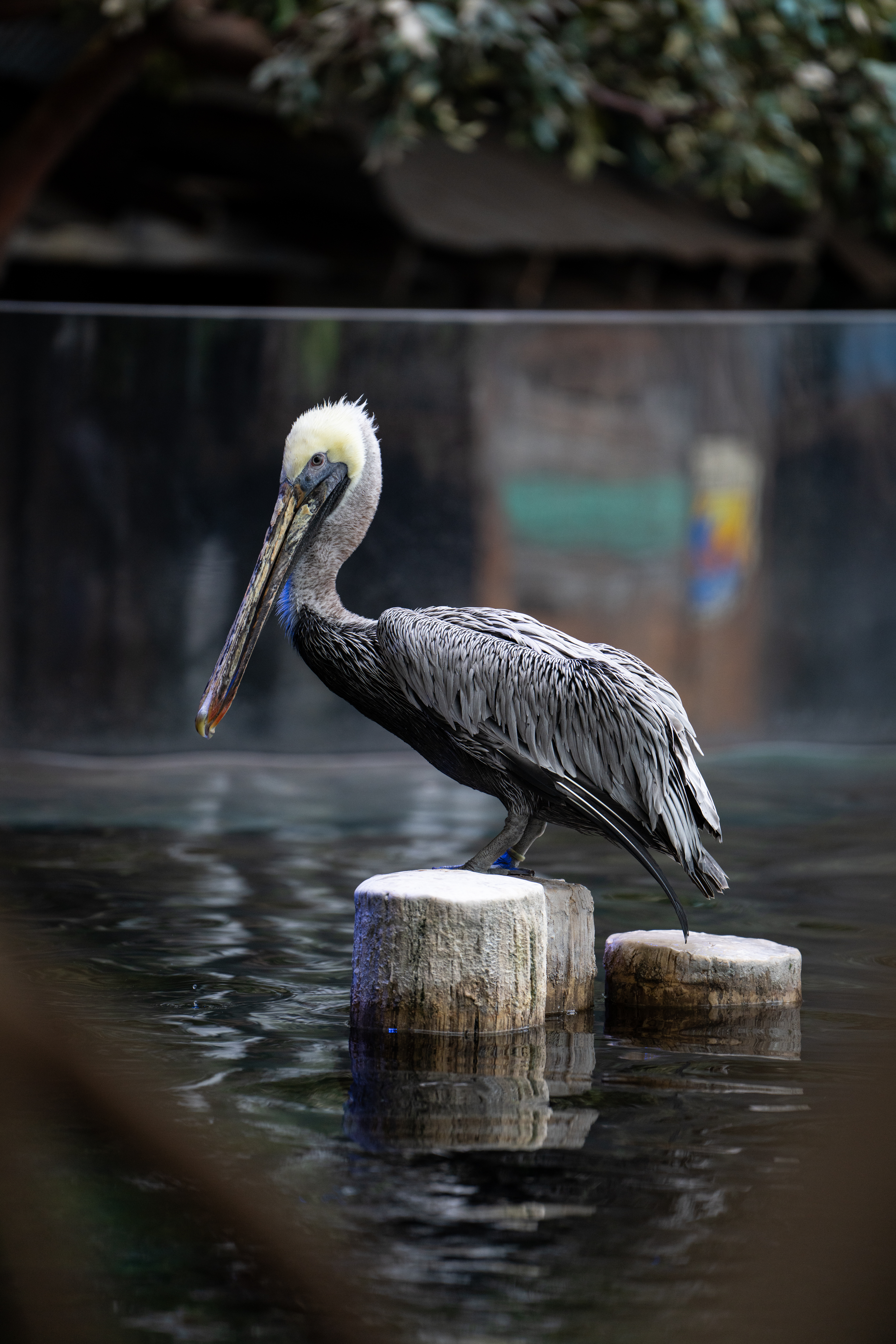 pelican at columbus zoo