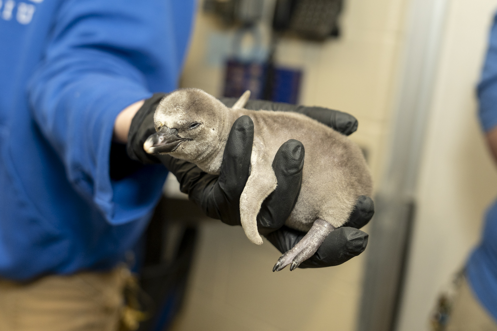 baby penguin in zookeeper hand