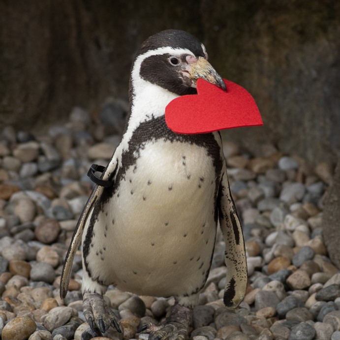 penguin holding heart in mouth