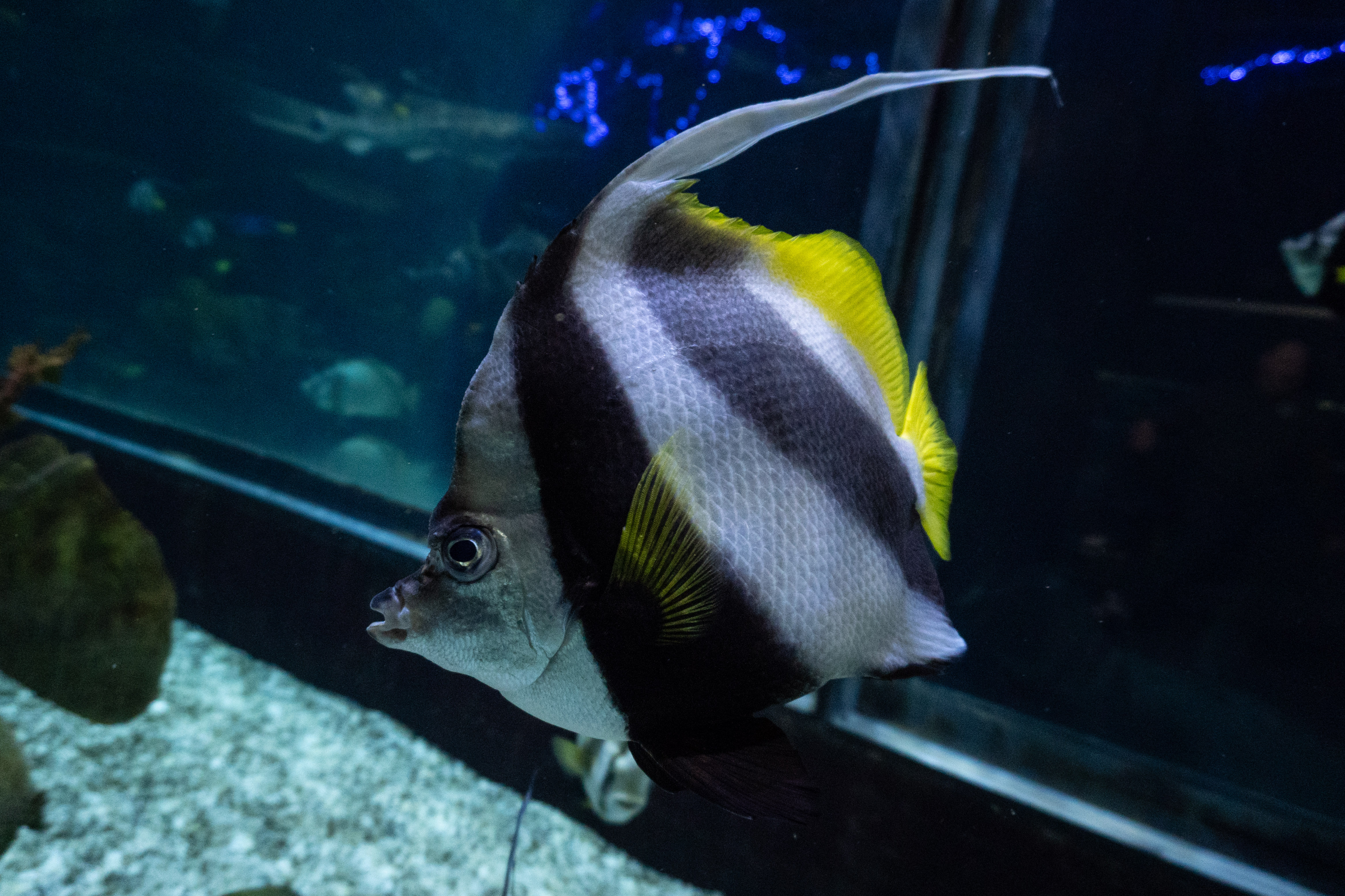 Pennant coral fish