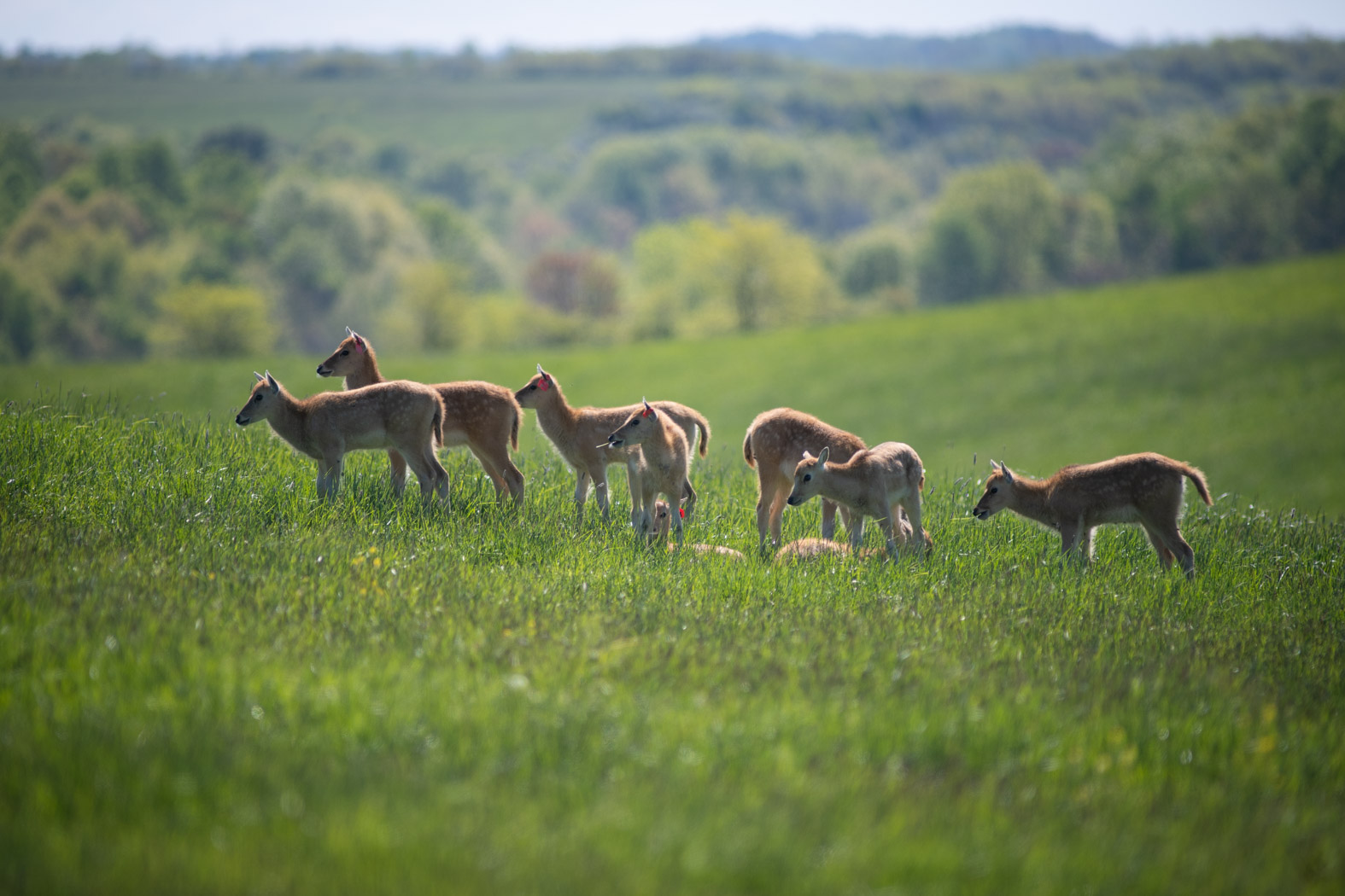 deer in pasture