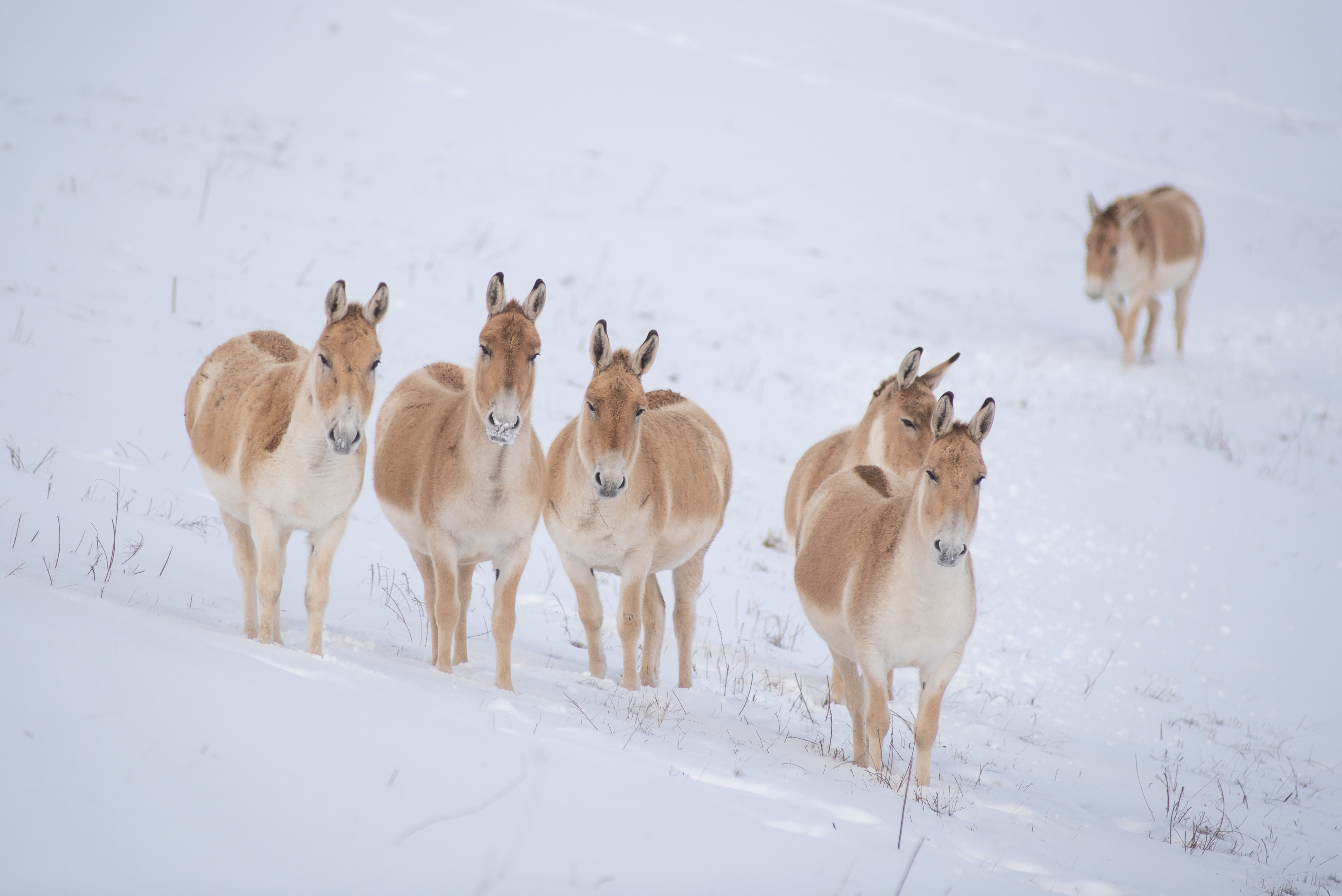 onagers in snow