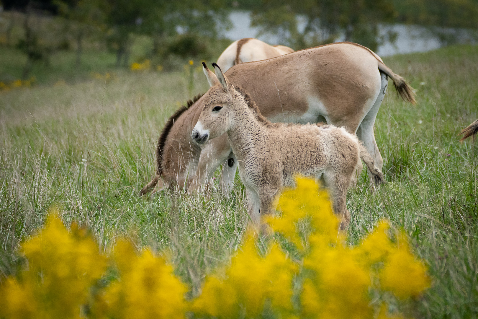 onager in field