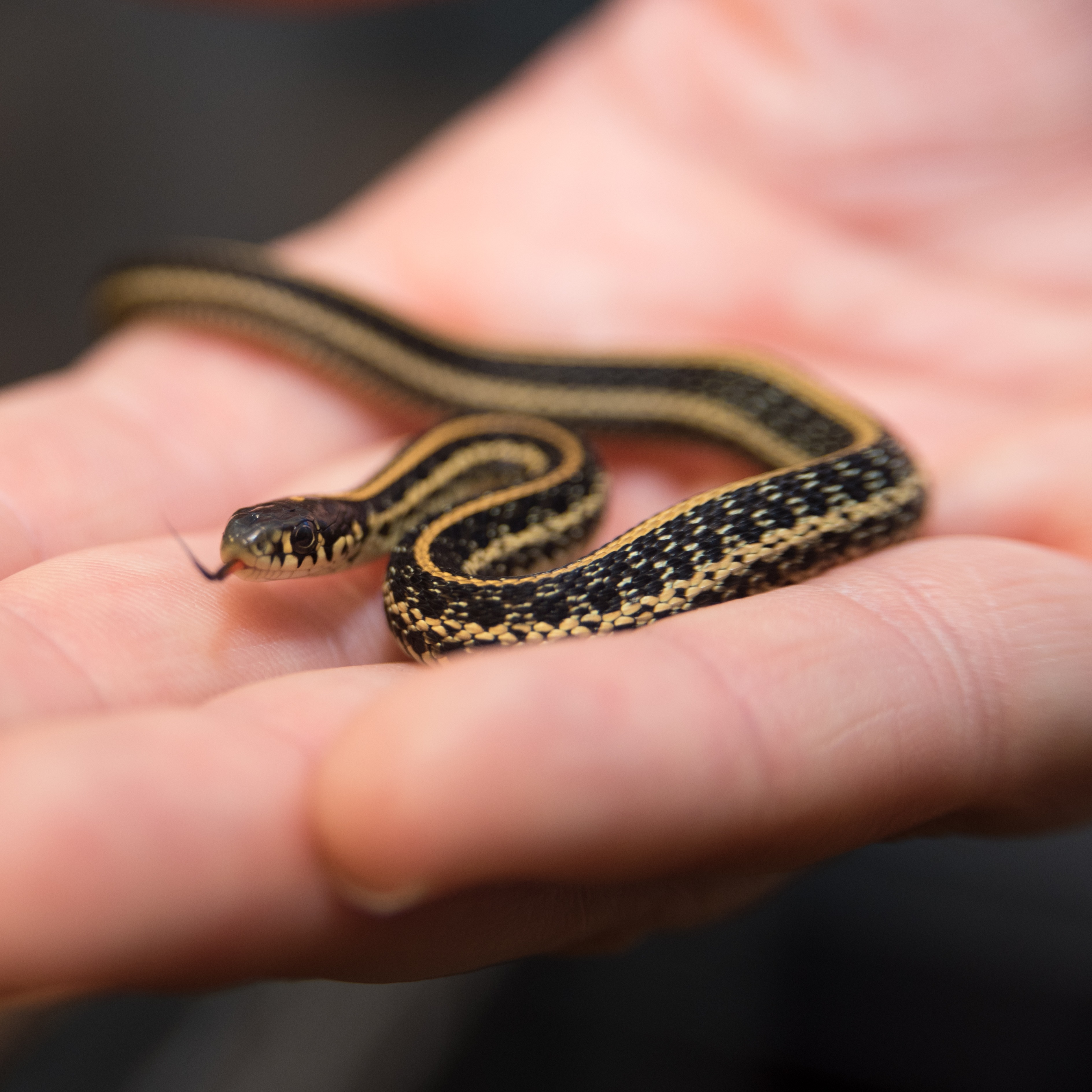 garter snake in hand