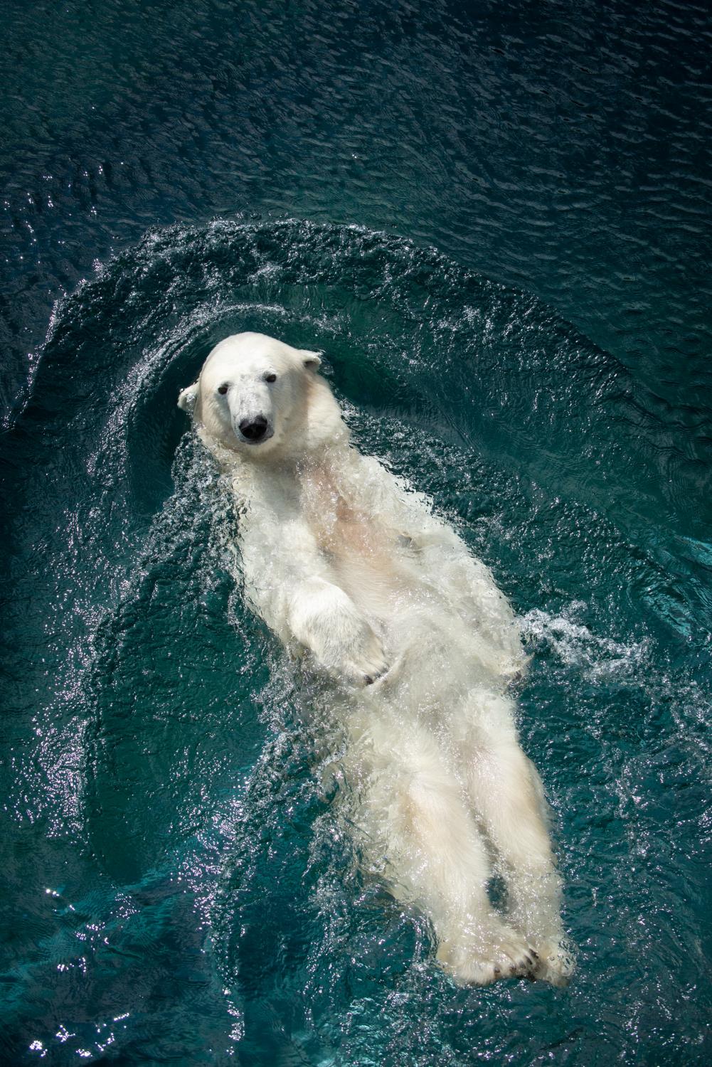 polar bear swimming