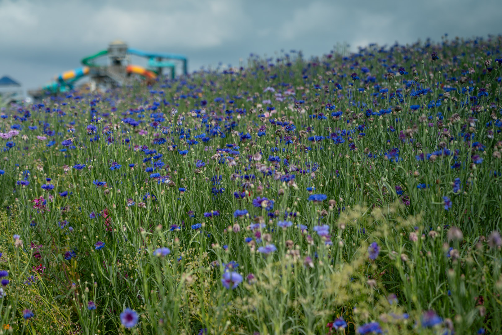 pollinator garden with waterpark in background