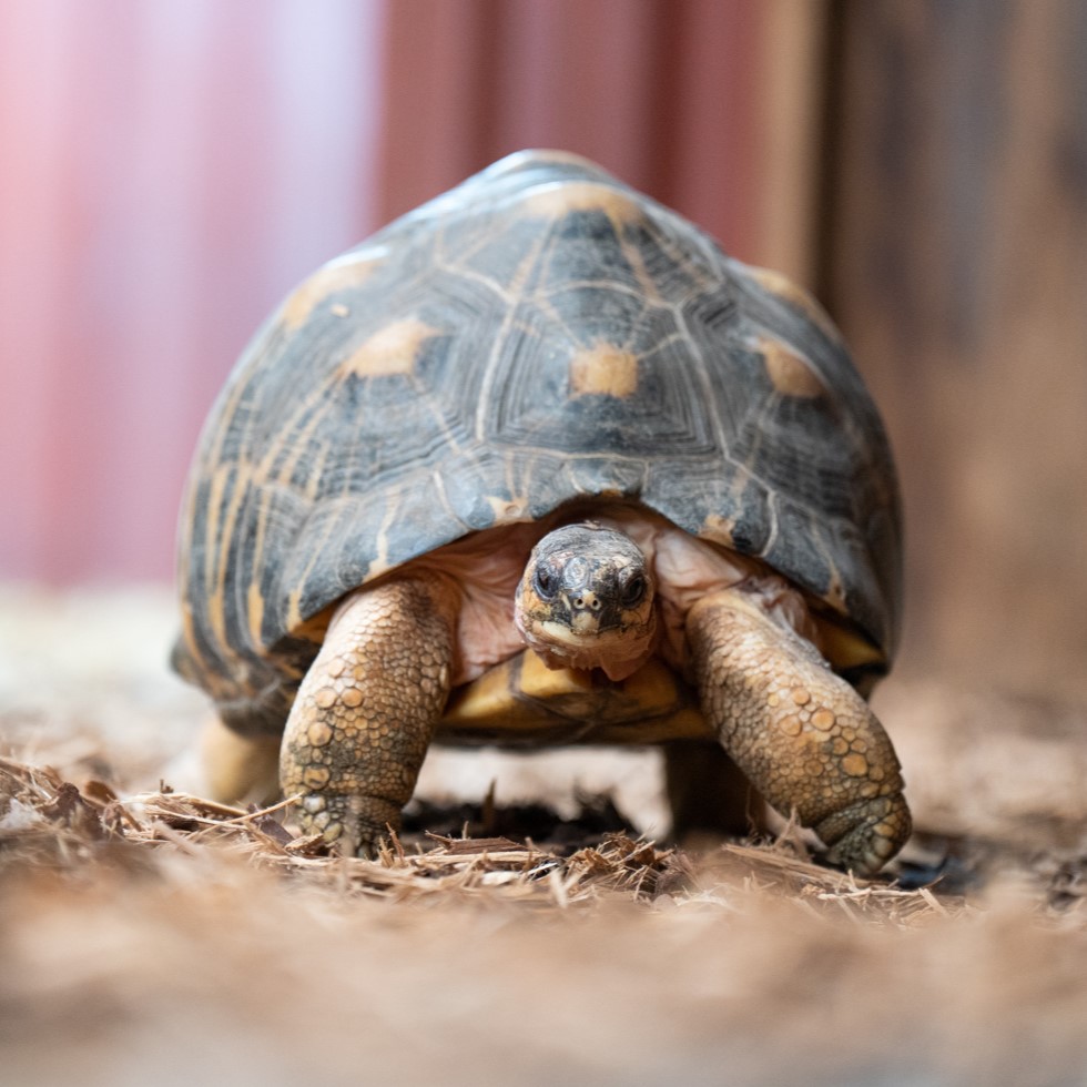 Radiated tortoise