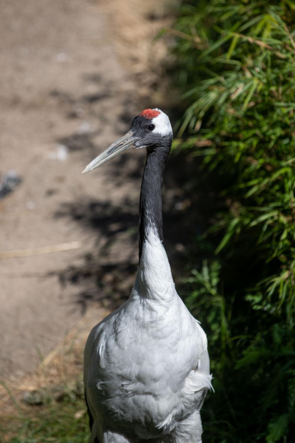 crane in habitat