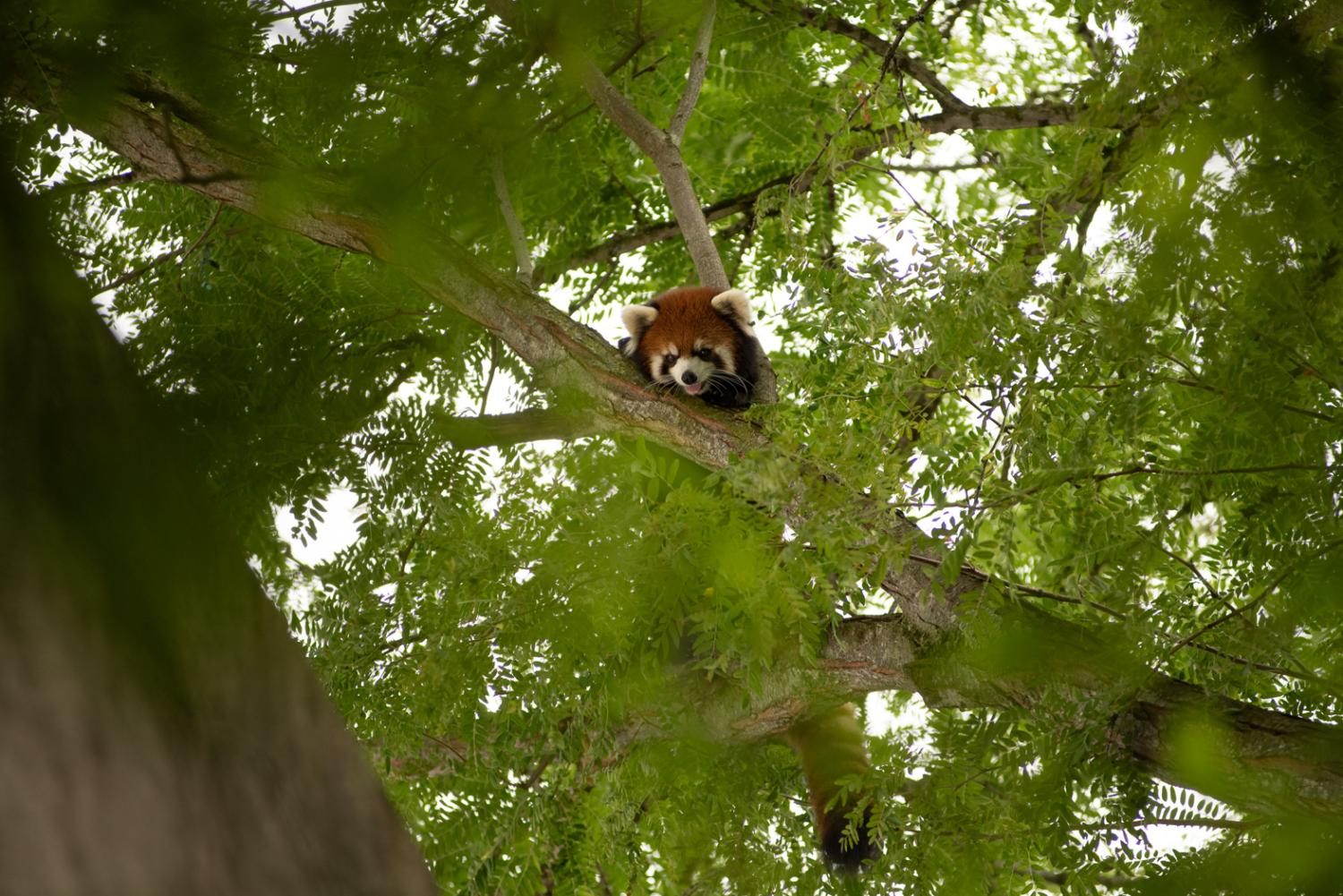 red panda in tree