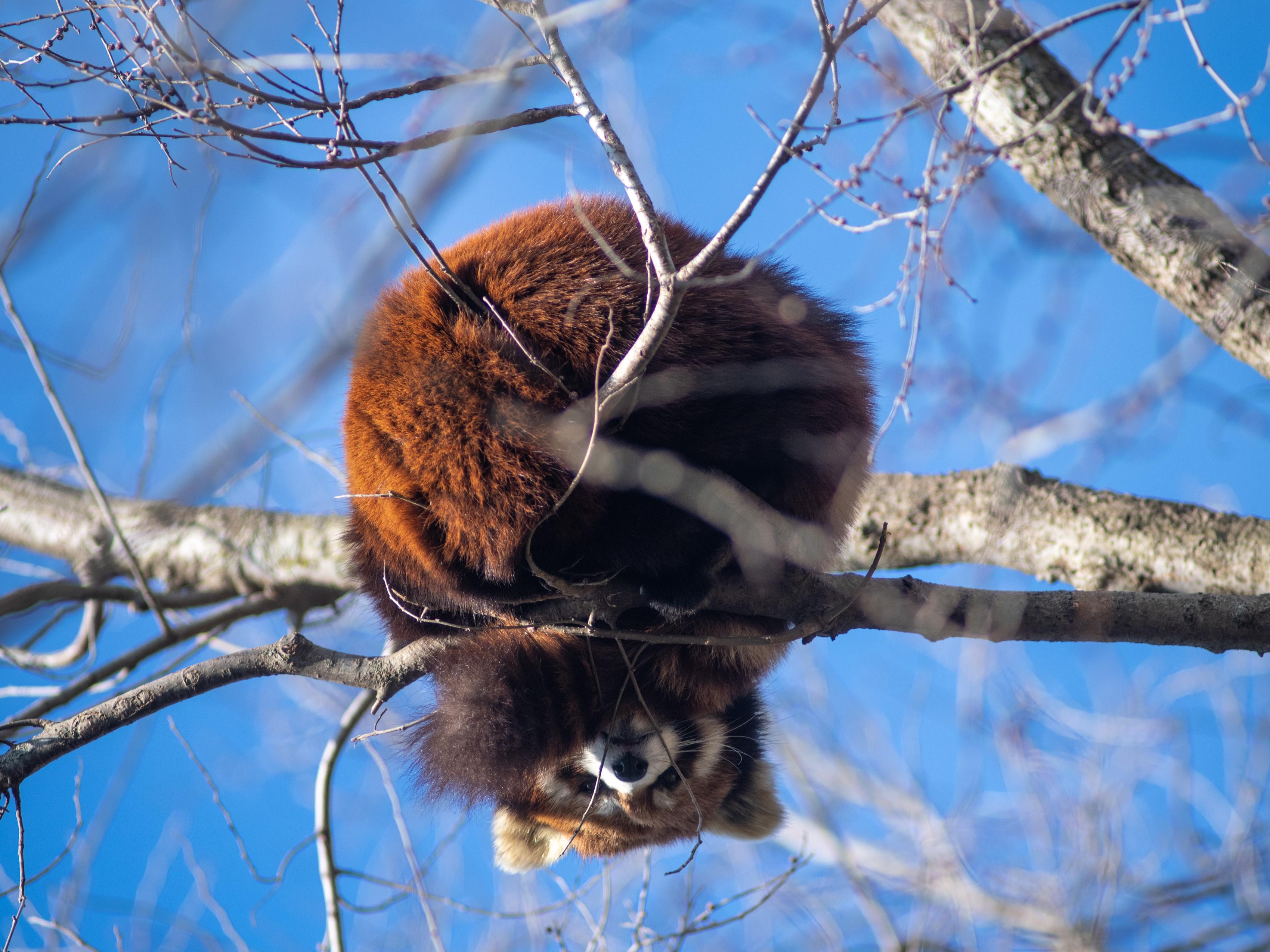 red panda in tree