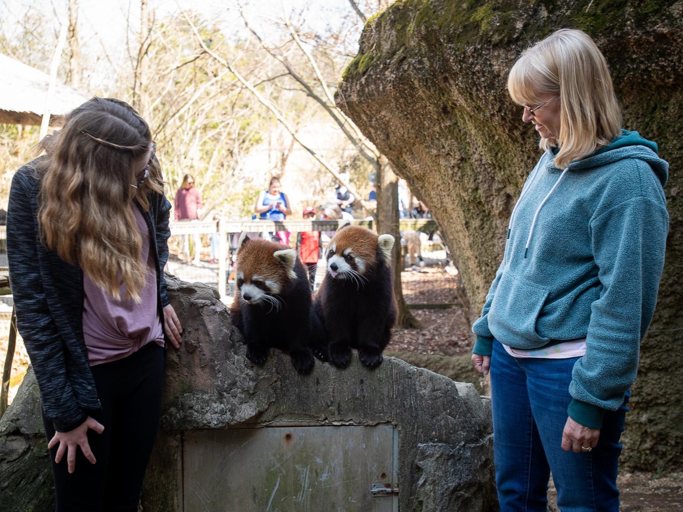 guests with red pandas